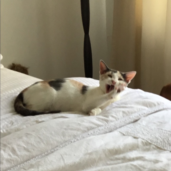 Meet your Posher, Ron - Picture 3 of 5